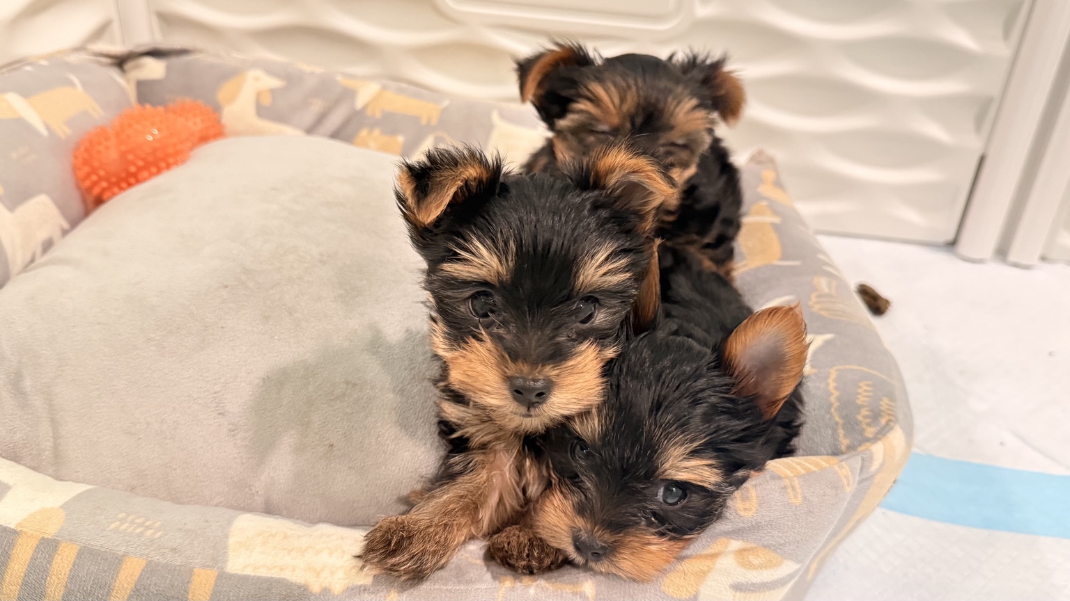 Three Blissful Yorkies puppies
